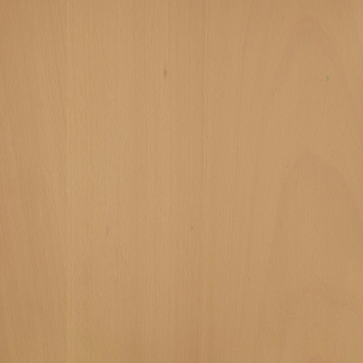 Beech